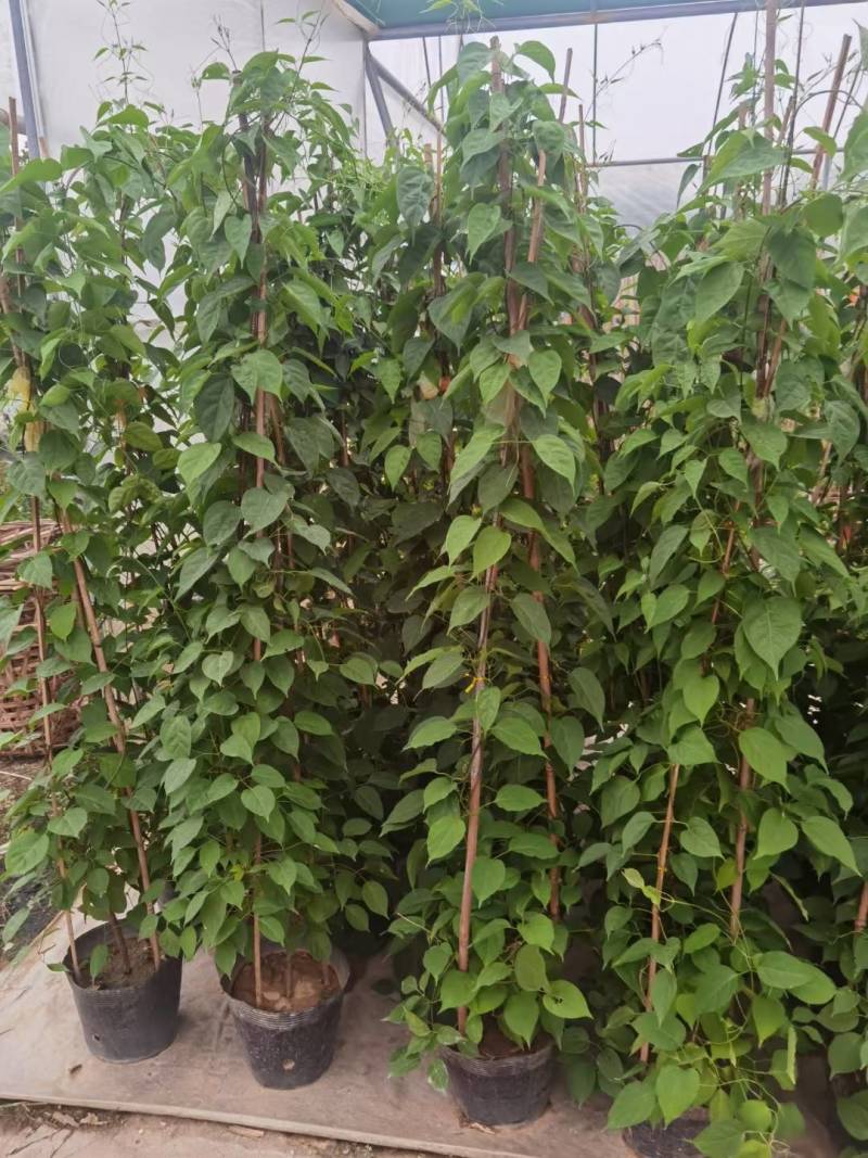 漳州炮仗花批发福建炮仗花价格漳州鞭炮花基地鞭炮花供应