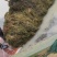 伊乐藻，吃不败，小龙虾螃蟹养殖专用水草，易成活