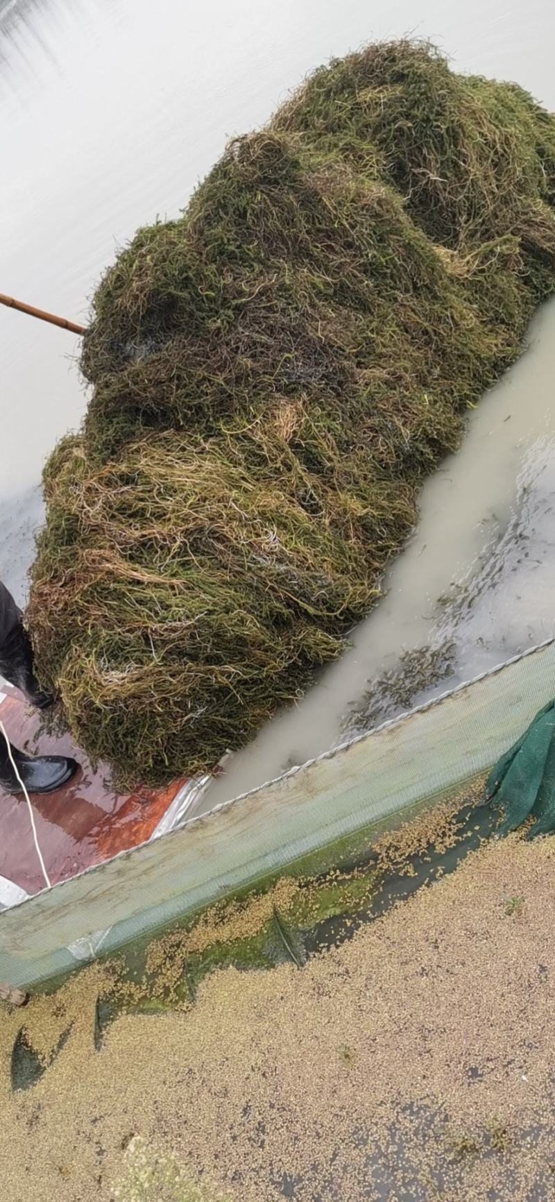 伊乐藻，吃不败，小龙虾螃蟹养殖专用水草，易成活