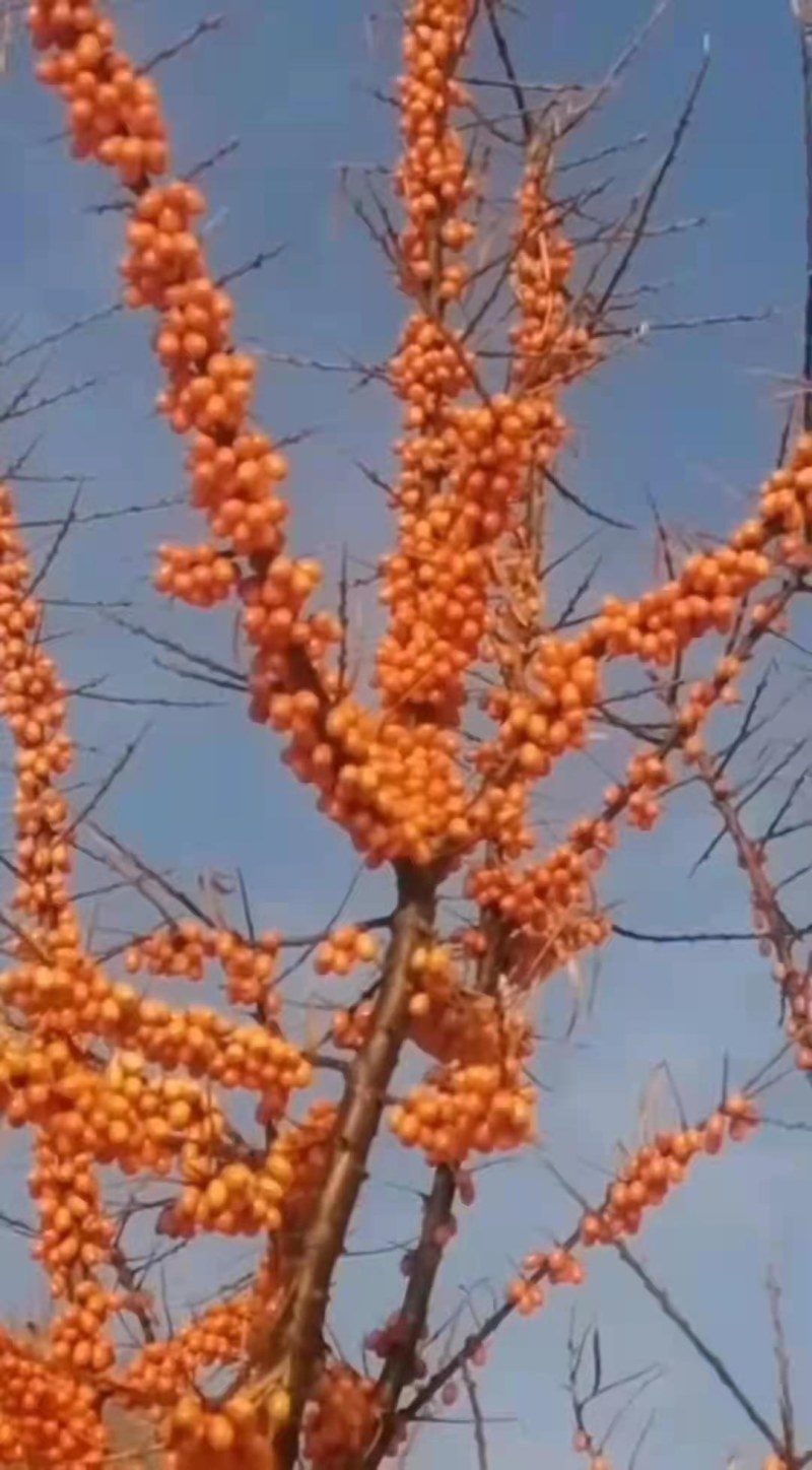 俄罗斯深秋红沙棘果