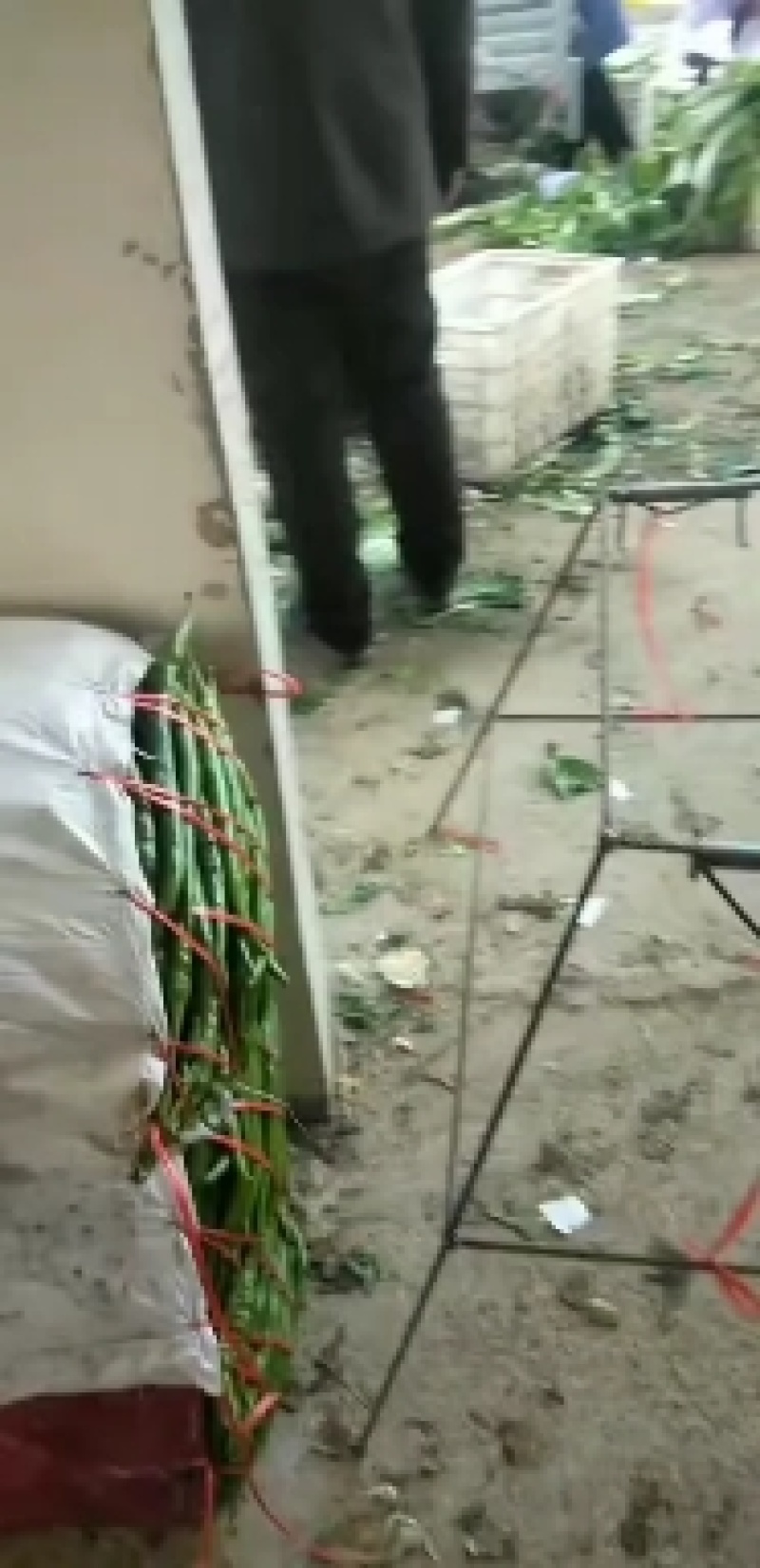 线椒，长度均匀，二十公分以上，色泽亮，直条不弯，