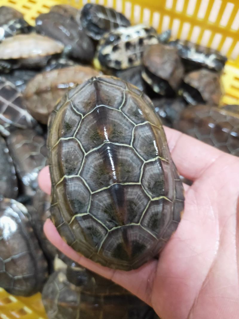草龟