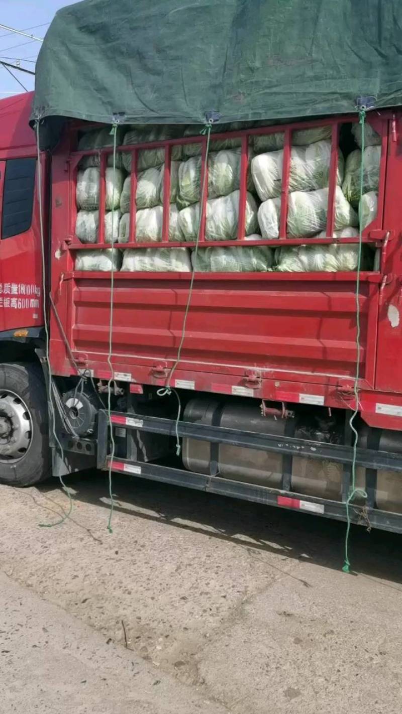 湖北精品大白菜大量上市一手货品基地直发支持视频看货