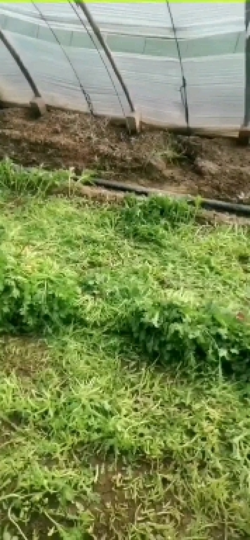 茼蒿，精品茼蒿菜大量上市，保证质量，产地直发