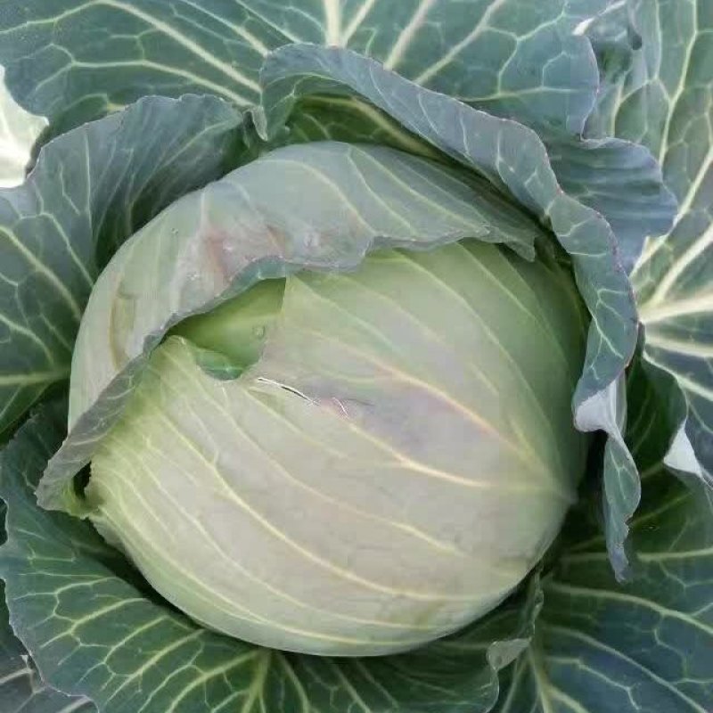 湖北精品包菜平包大量上市基地供应产地直发欢迎光临