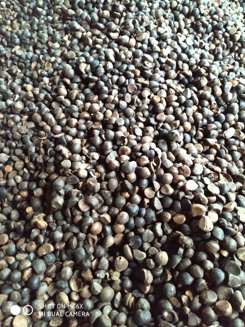 茶树果，正宗茶树油