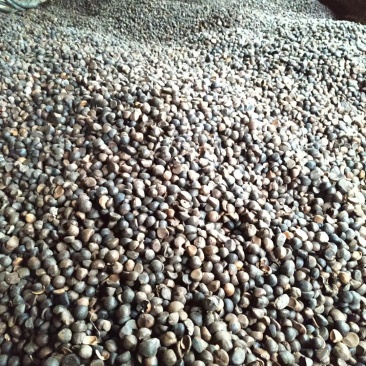 茶树果，正宗茶树油