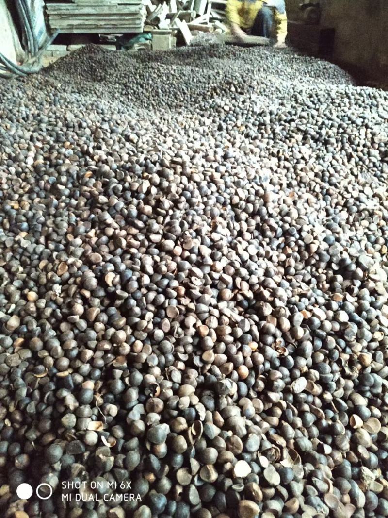 茶树果，正宗茶树油