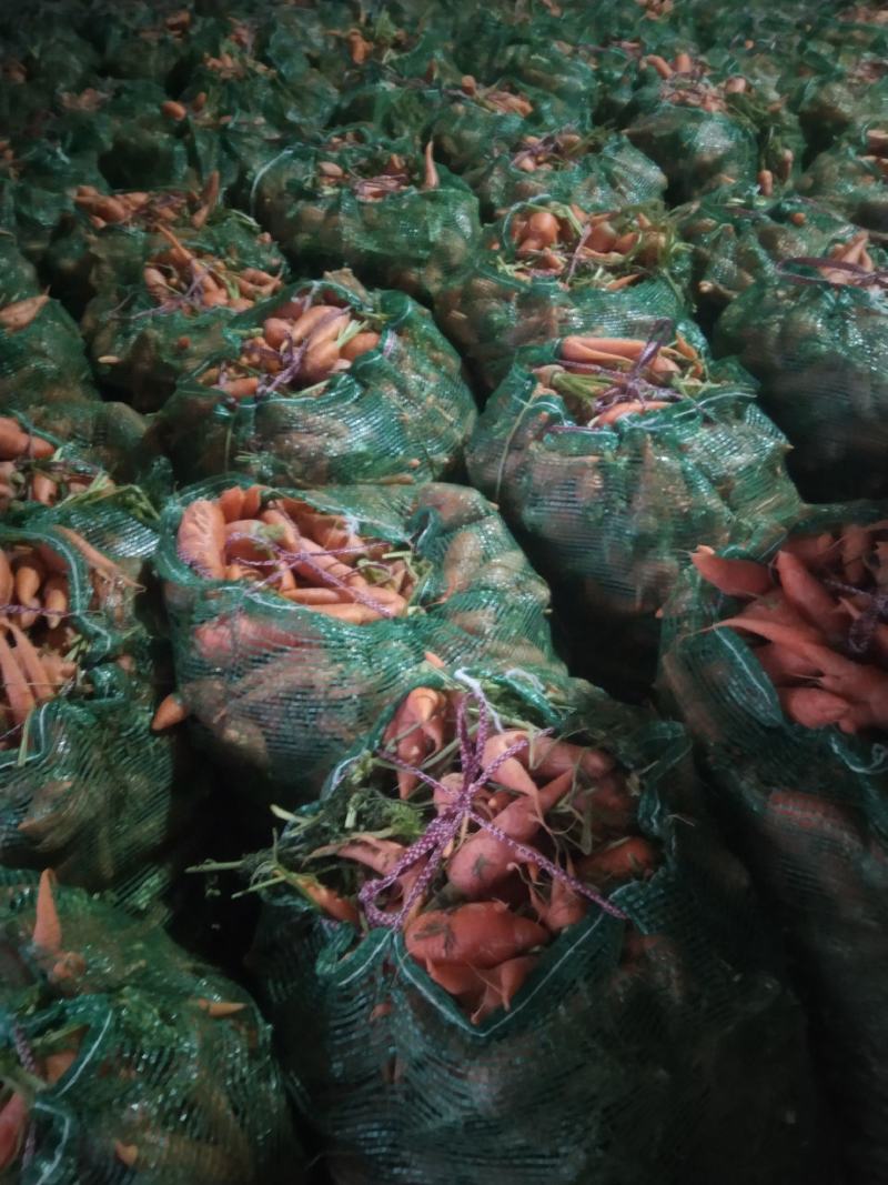 次品胡萝卜养殖场专用加工厂专供产地直发量大优惠