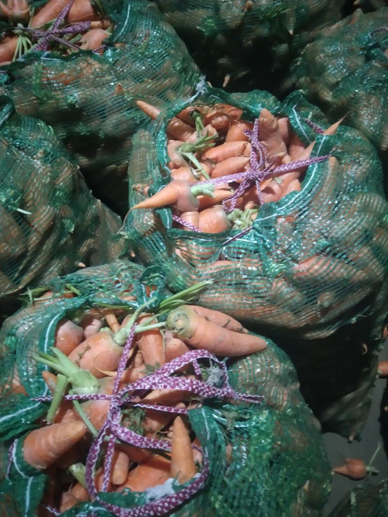 次品胡萝卜养殖场专用加工厂专供产地直发量大优惠