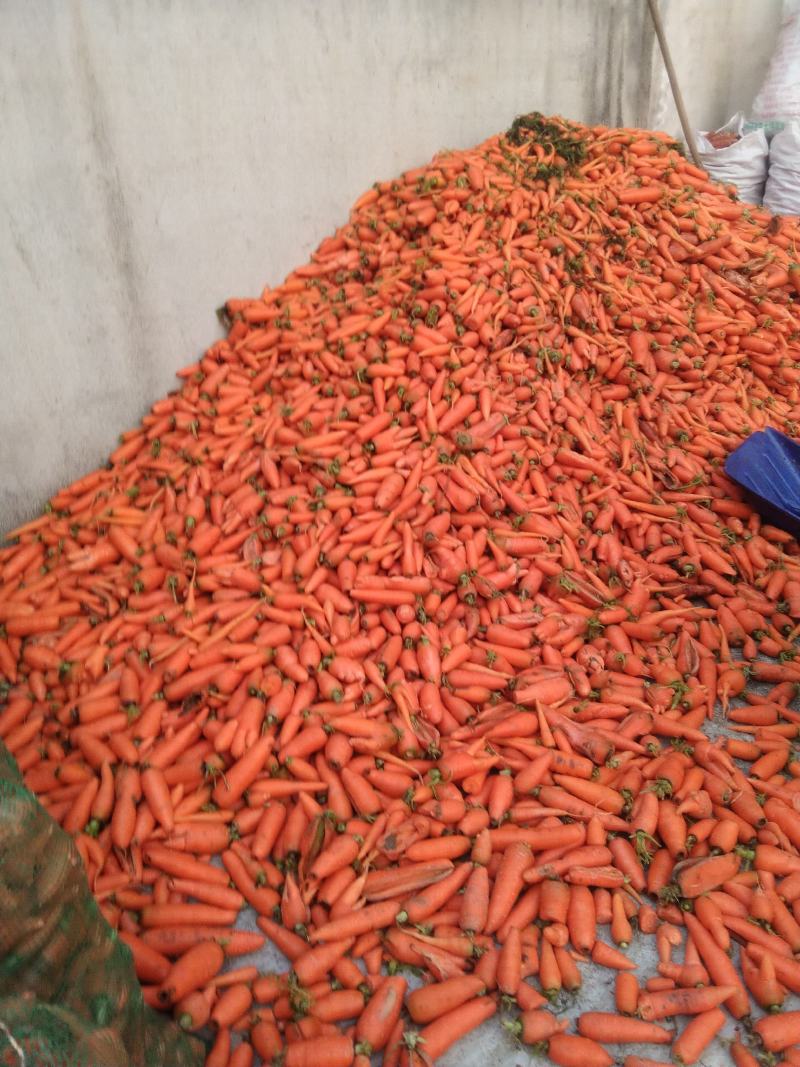 次品胡萝卜养殖场专用加工厂专供产地直发量大优惠