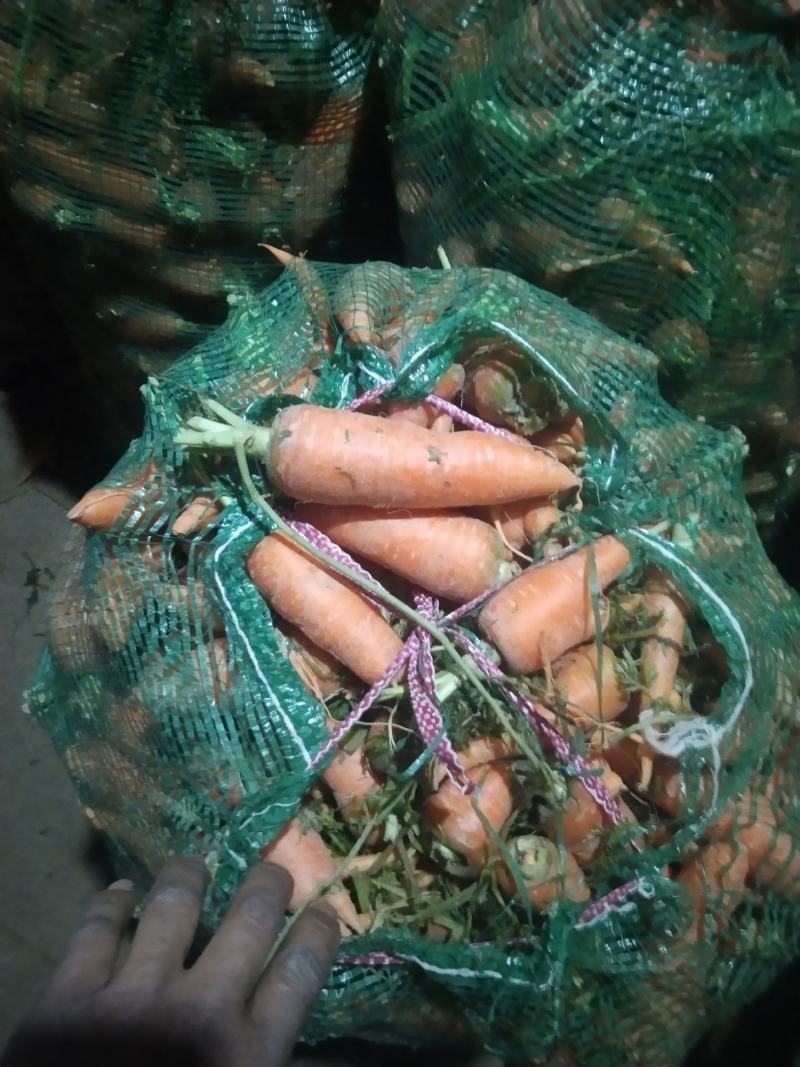 次品胡萝卜养殖场专用加工厂专供产地直发量大优惠