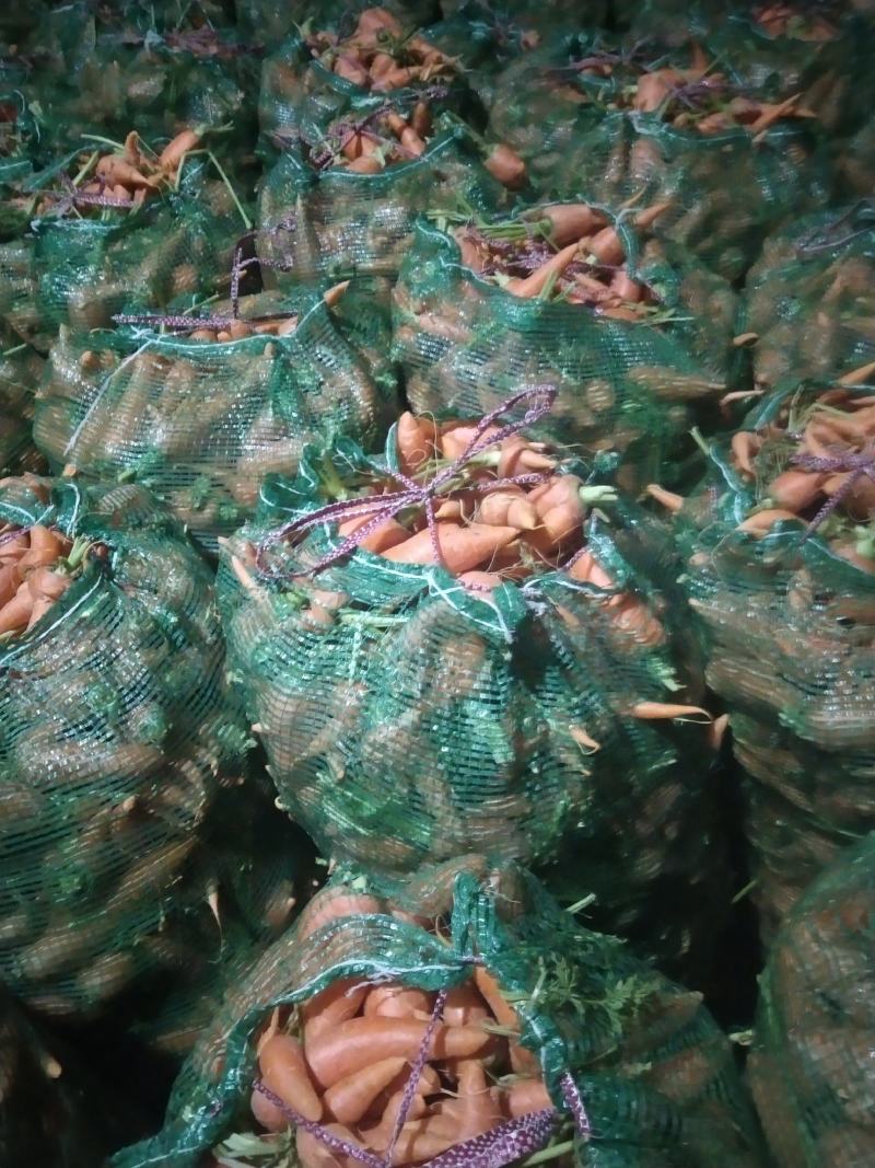 次品胡萝卜养殖场专用加工厂专供产地直发量大优惠