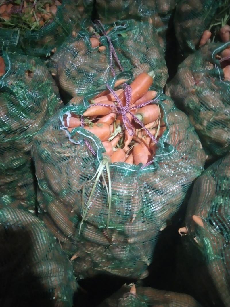 次品胡萝卜养殖场专用加工厂专供产地直发量大优惠