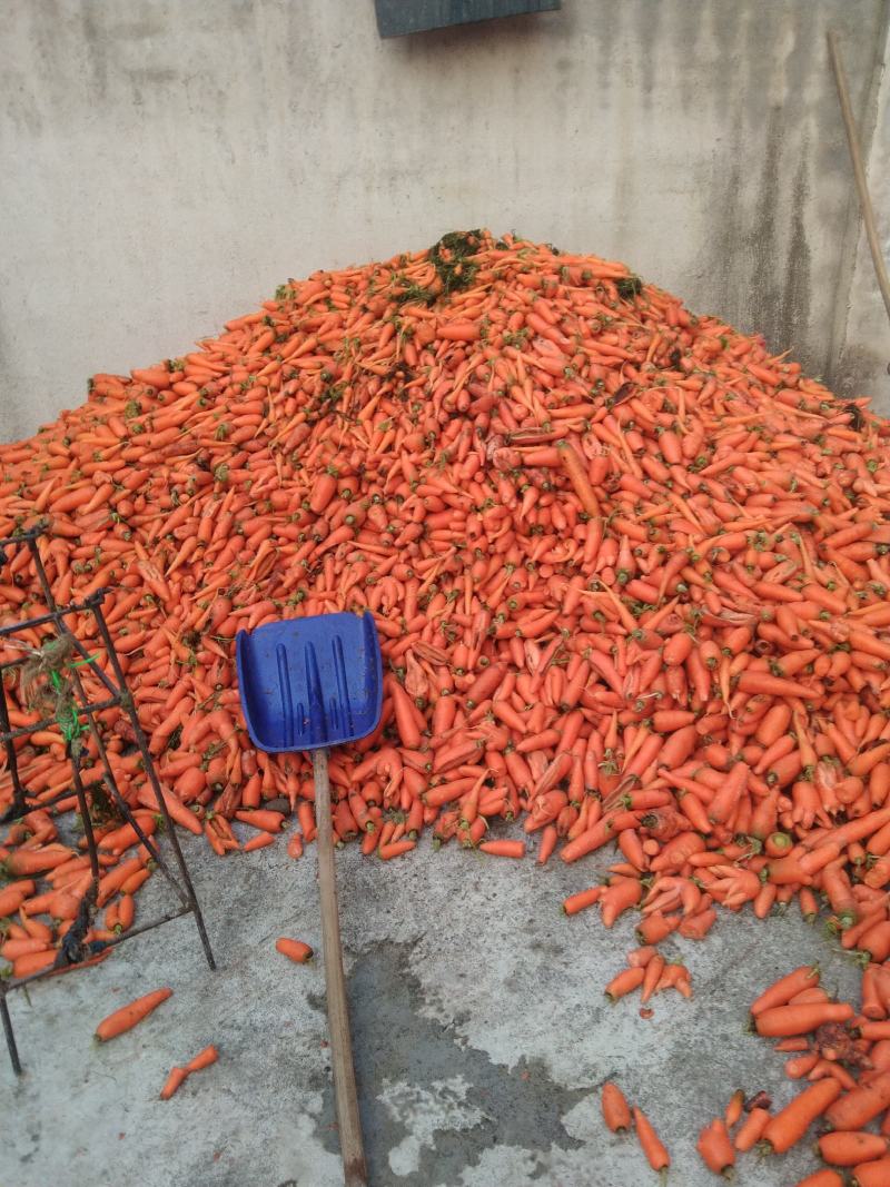 次品胡萝卜养殖场专用加工厂专供产地直发量大优惠