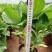 无尽夏绣球，八仙花红盆，无尽夏绣球，无尽夏绣球，专业种植