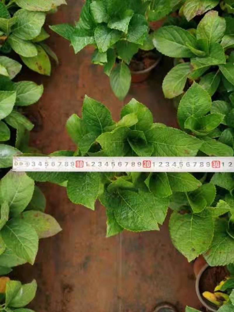 无尽夏绣球，八仙花红盆，无尽夏绣球，无尽夏绣球，专业种植