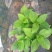 无尽夏绣球，八仙花红盆，无尽夏绣球，无尽夏绣球，专业种植