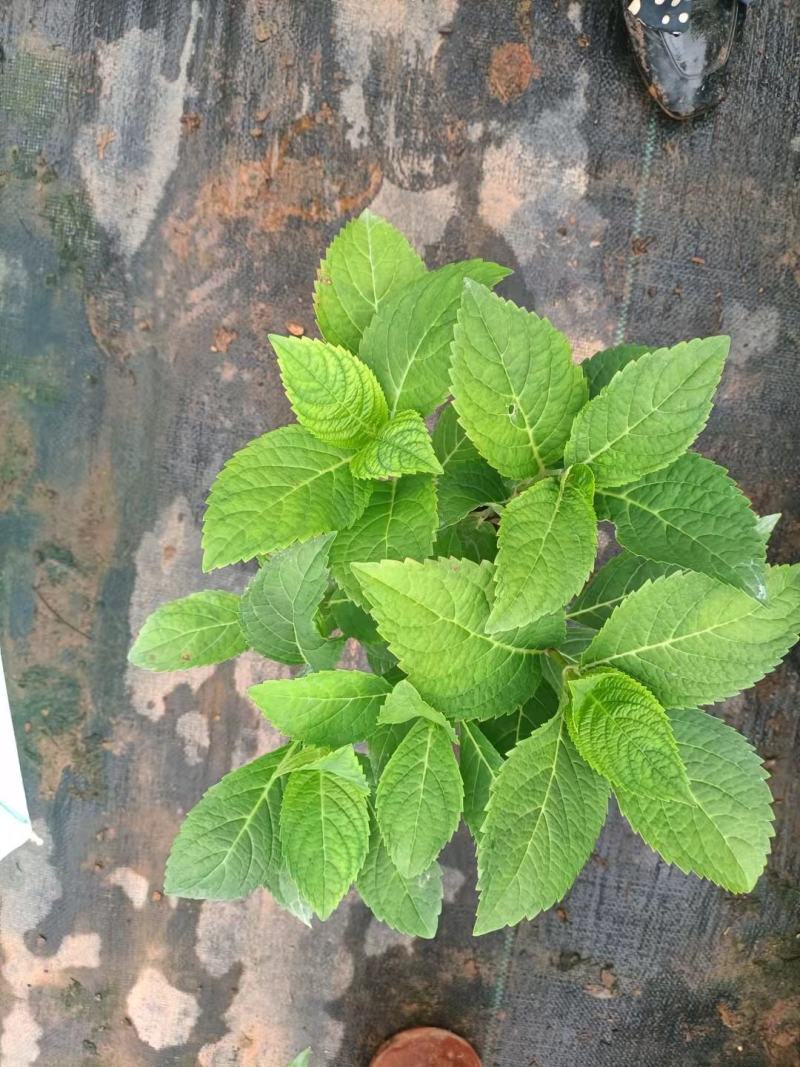 无尽夏绣球，八仙花红盆，无尽夏绣球，无尽夏绣球，专业种植