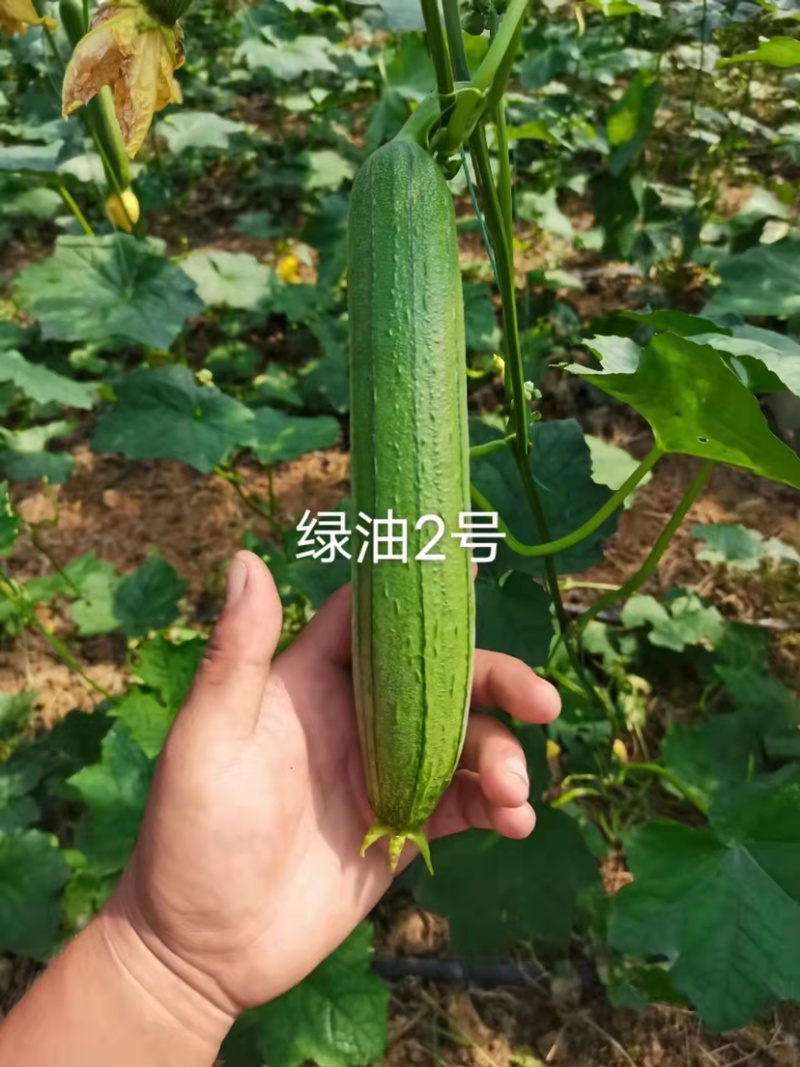 短棒型油亮丝瓜种子上下一般粗绿油2号丝瓜酷绿丝瓜种籽