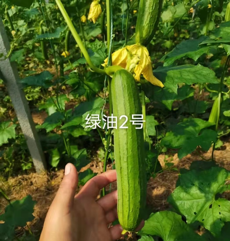 短棒型油亮丝瓜种子上下一般粗绿油2号丝瓜酷绿丝瓜种籽
