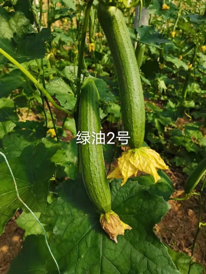 短棒型油亮丝瓜种子上下一般粗绿油2号丝瓜酷绿丝瓜种籽