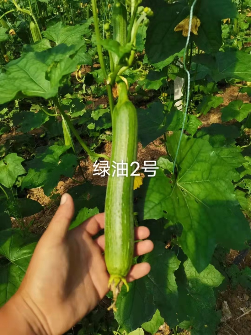 短棒型油亮丝瓜种子上下一般粗绿油2号丝瓜酷绿丝瓜种籽