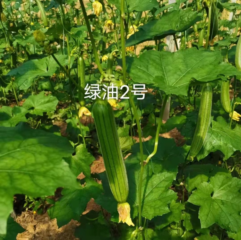 短棒型油亮丝瓜种子上下一般粗绿油2号丝瓜酷绿丝瓜种籽