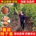 嫁接脆甜柿子树苗无核即食阳丰甜柿子树南北方种植当年柿子苗