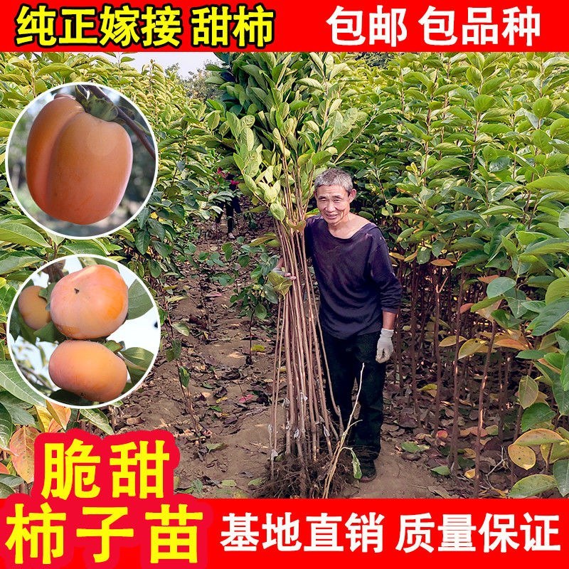嫁接脆甜柿子树苗无核即食阳丰甜柿子树南北方种植当年柿子苗