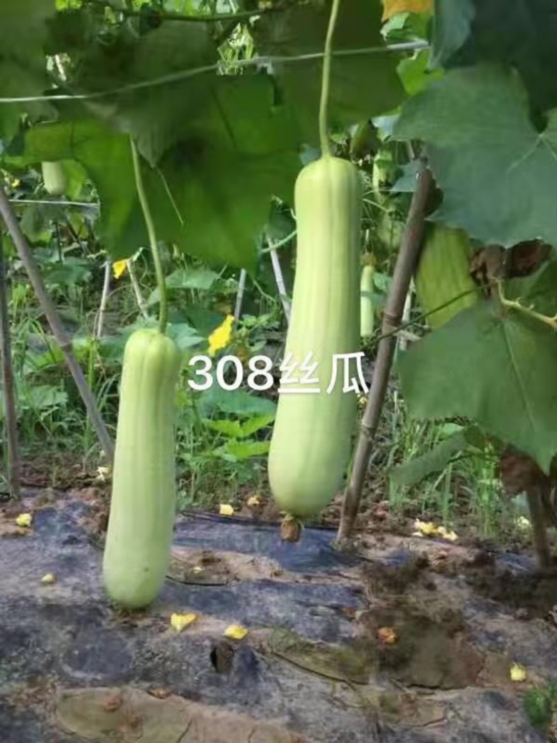 有瓜香丝瓜种子春香丝瓜308极早熟杂交种子白皮丝瓜种子