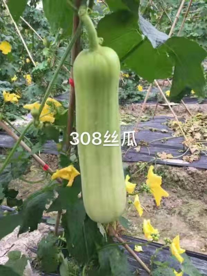 有瓜香丝瓜种子春香丝瓜308极早熟杂交种子白皮丝瓜种子