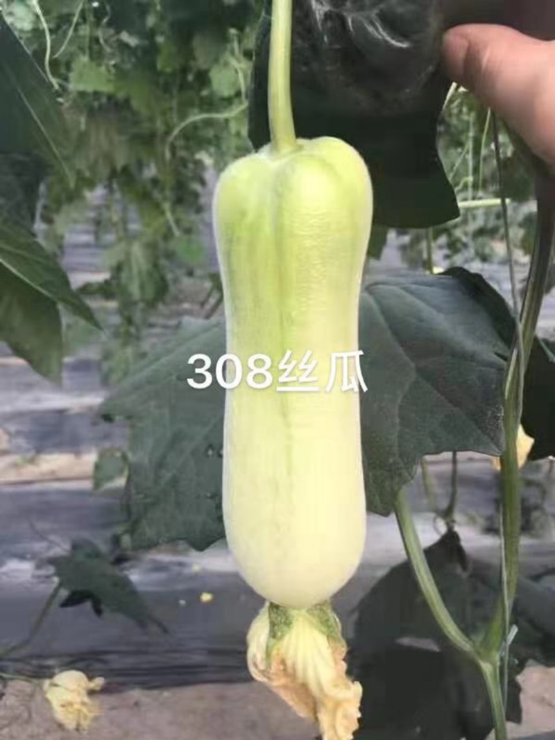 有瓜香丝瓜种子春香丝瓜308极早熟杂交种子白皮丝瓜种子