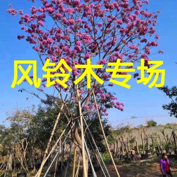 杆径15公分高度5到7米紫花风铃木价格多花风铃木