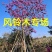 杆径15公分高度5到7米紫花风铃木价格多花风铃木