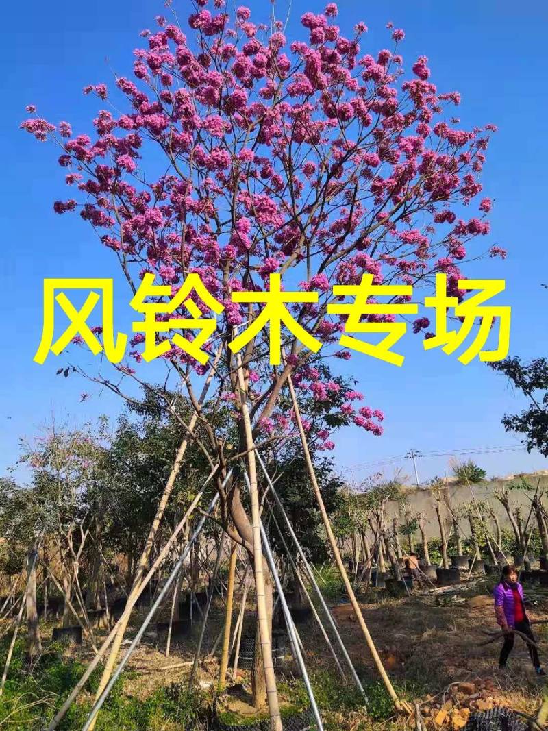 杆径15公分高度5到7米紫花风铃木价格多花风铃木