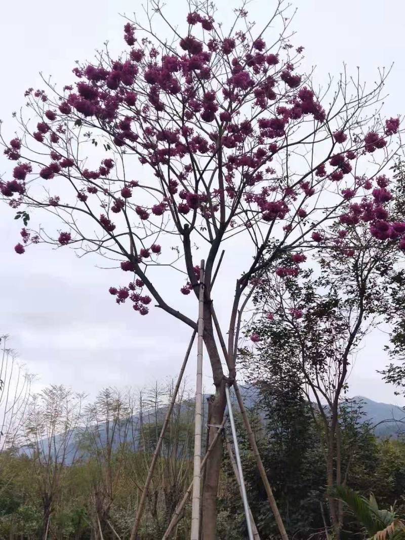 杆径15公分高度5到7米紫花风铃木价格多花风铃木
