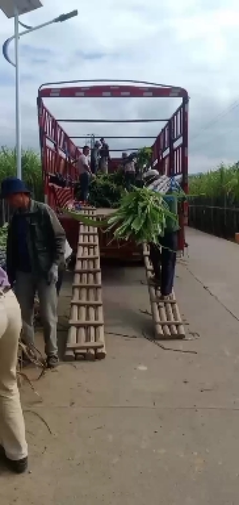 广东翁源黑皮甘蔗口感好清甜脆节巴全国发货协助帮找回头车