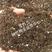 椰砖营养土脱盐种植椰壳通用型养花阳台种菜土壤大块耶砖椰糠