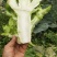 早熟儿菜四川儿菜无斑点色嫩绿质量很好量大从优