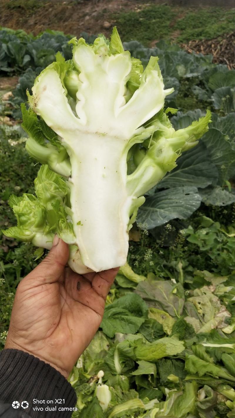 早熟儿菜四川儿菜无斑点色嫩绿质量很好量大从优