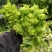 早熟儿菜四川儿菜无斑点色嫩绿质量很好量大从优