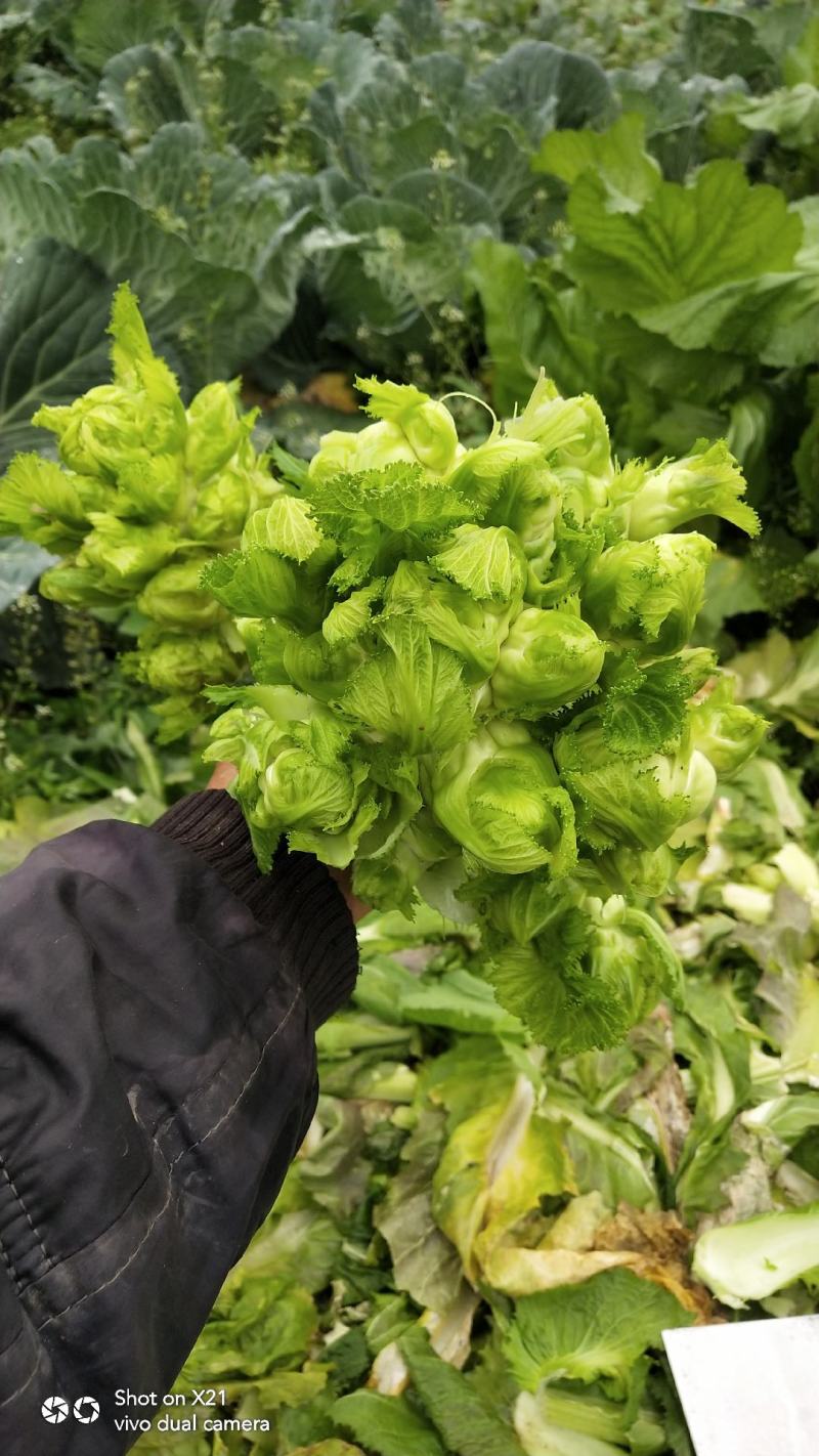 早熟儿菜四川儿菜无斑点色嫩绿质量很好量大从优