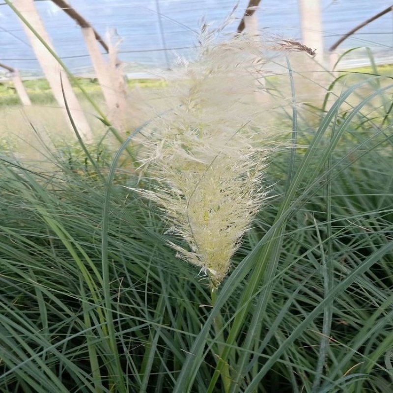 矮蒲苇，基地供应，产地直发，欢迎咨询
