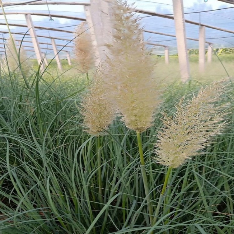 矮蒲苇，基地供应，产地直发，欢迎咨询