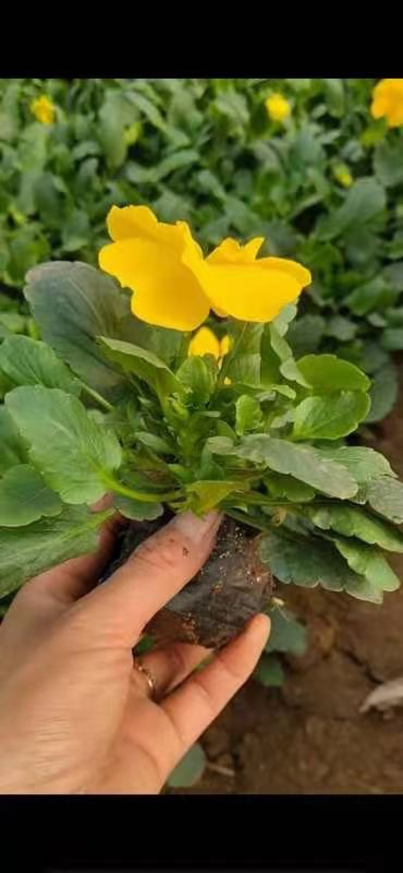 三色堇，颜色齐全，精品三色堇，三色堇种植基地