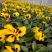 三色堇，颜色齐全，精品三色堇，三色堇种植基地