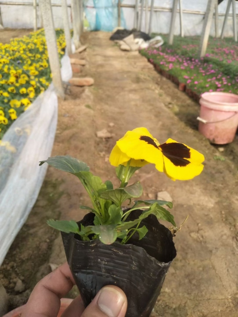 三色堇，颜色齐全，精品三色堇，三色堇种植基地