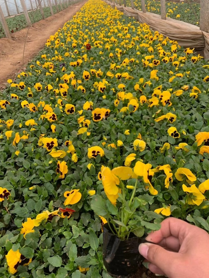 三色堇，颜色齐全，精品三色堇，三色堇种植基地