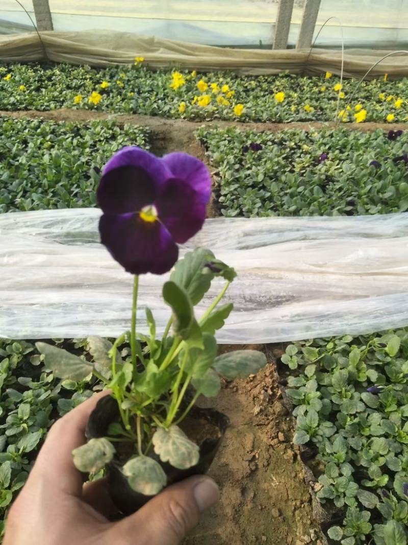 三色堇，颜色齐全，精品三色堇，三色堇种植基地